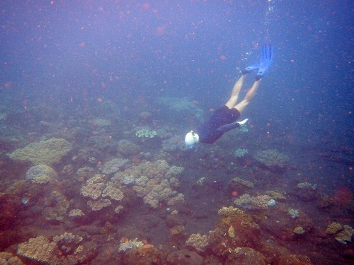 Cape Gulah Bali image 40